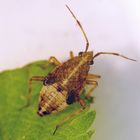 Deraeocoris flavilinea - Nymphe