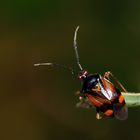 Deraeocoris ruber