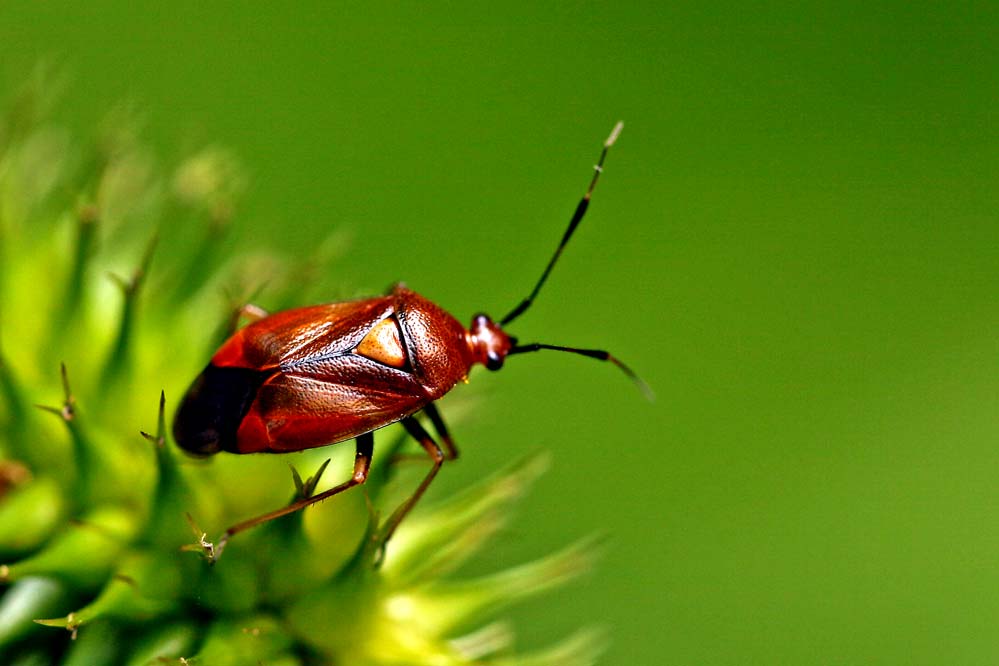 Deraeocoris ruber