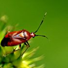 Deraeocoris ruber