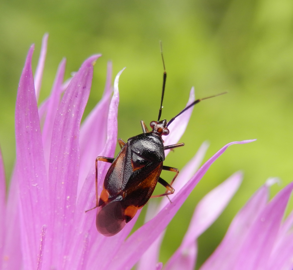 Deraeocoris ruber - dunkle Varietät