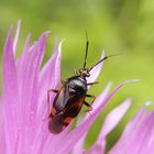 Deraeocoris ruber - dunkle Varietät