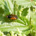 Deraeocoris ruber - Eine andere Farbvariante der Roten Weichwanze