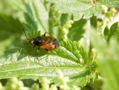 Deraeocoris ruber - Eine andere Farbvariante der Roten Weichwanze