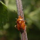 Deraeocoris ruber - Eine bildhübsche Farbvariante der Roten Weichwanze