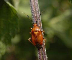 Deraeocoris ruber - Eine bildhübsche Farbvariante der Roten Weichwanze