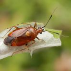 Deraeocoris ruber - helle Varietät