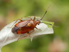 Deraeocoris ruber - helle Varietät