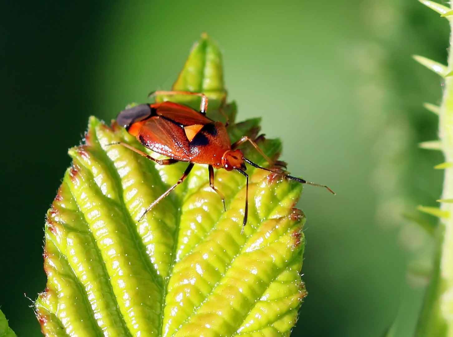 Deraeocoris ruber Nr.2