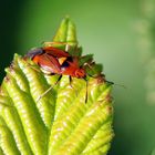 Deraeocoris ruber Nr.2