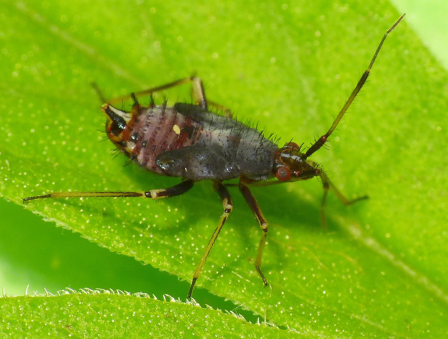 Deraeocoris ruber - Nymphe