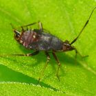 Deraeocoris ruber - Nymphe