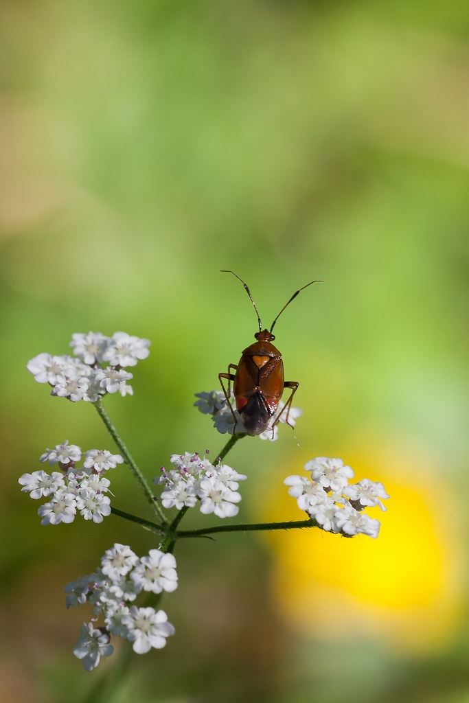 Deraeocoris ruber (Rote Weichwanze)