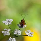 Deraeocoris ruber (Rote Weichwanze)