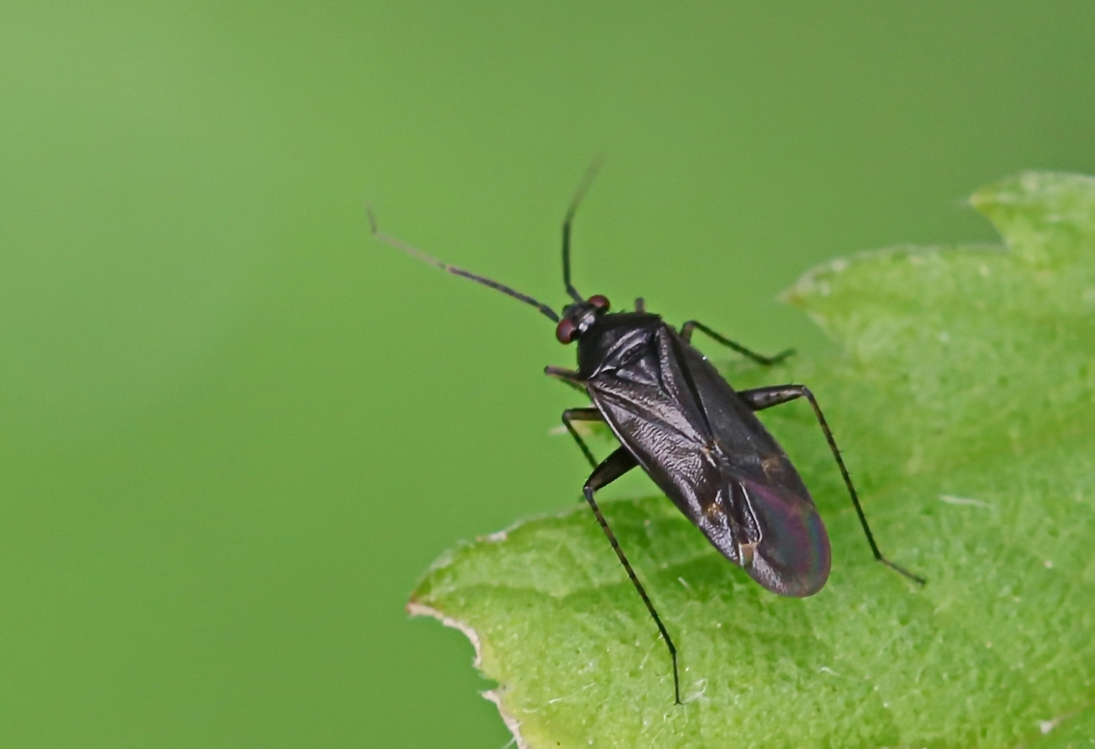 Deraeocoris scutellaris