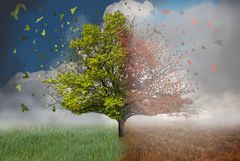 Der_Baum