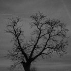 Der_Baum