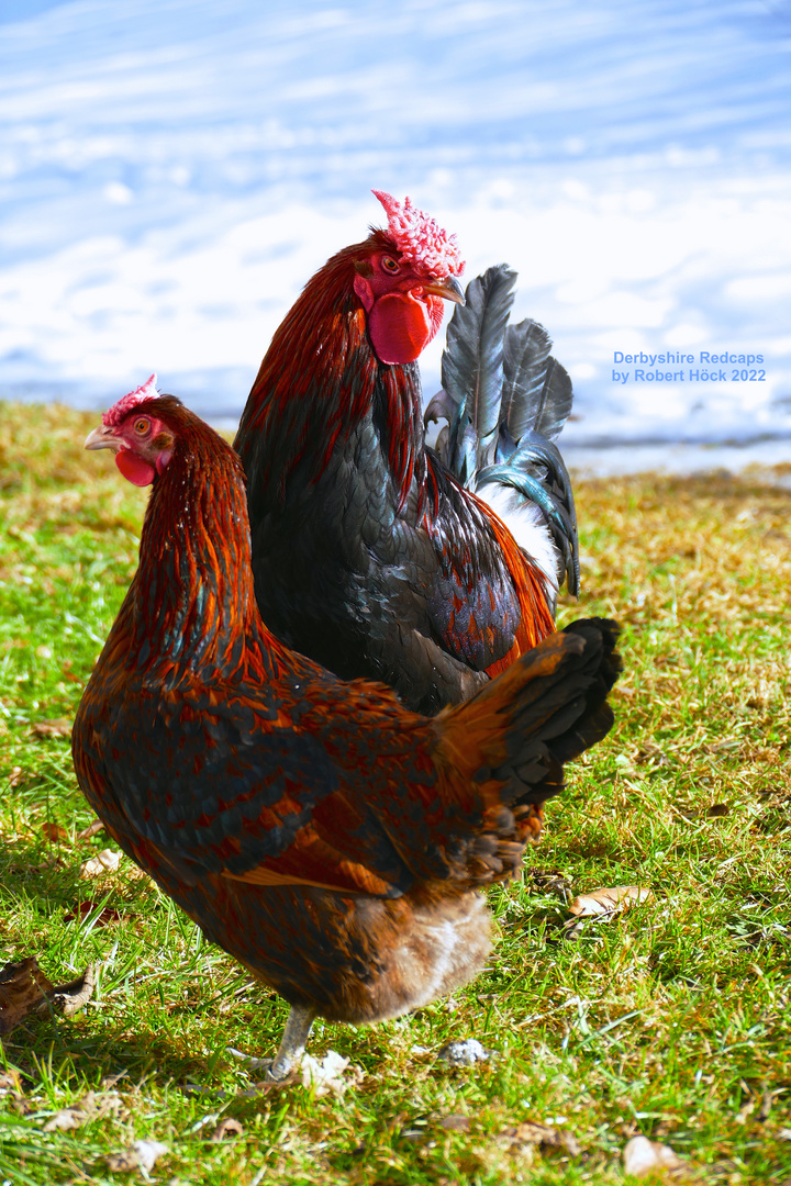 Derbyshire Redcap Hühner - Eine englische Hühnerrasse mit Rosenkamm - rare breeds of chicken