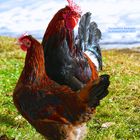 Derbyshire Redcap Hühner - Eine englische Hühnerrasse mit Rosenkamm - rare breeds of chicken
