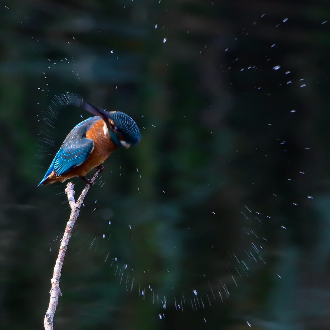 Der,der mit Wasser malt.