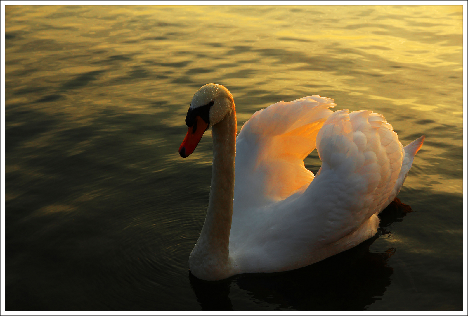 Der/Die Schwan/in