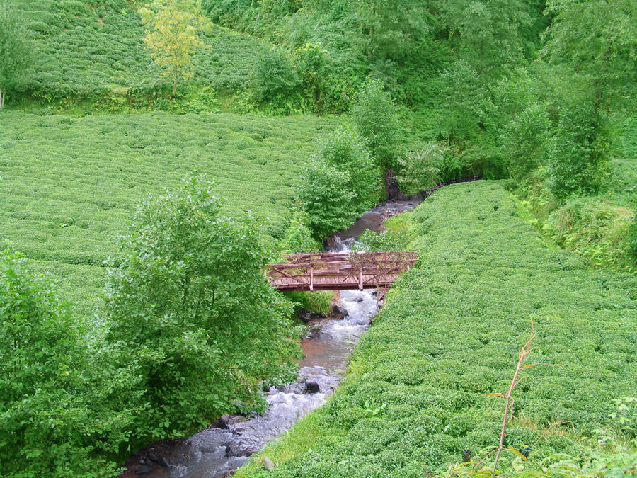 DEREPAZARI  KOLiCA