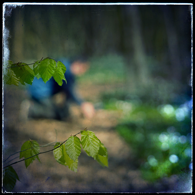 der.fotograf.und.der.zauberwald