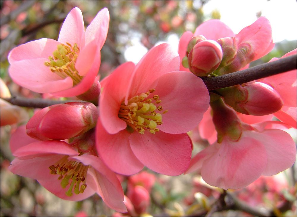 Der_Frühling_kommt