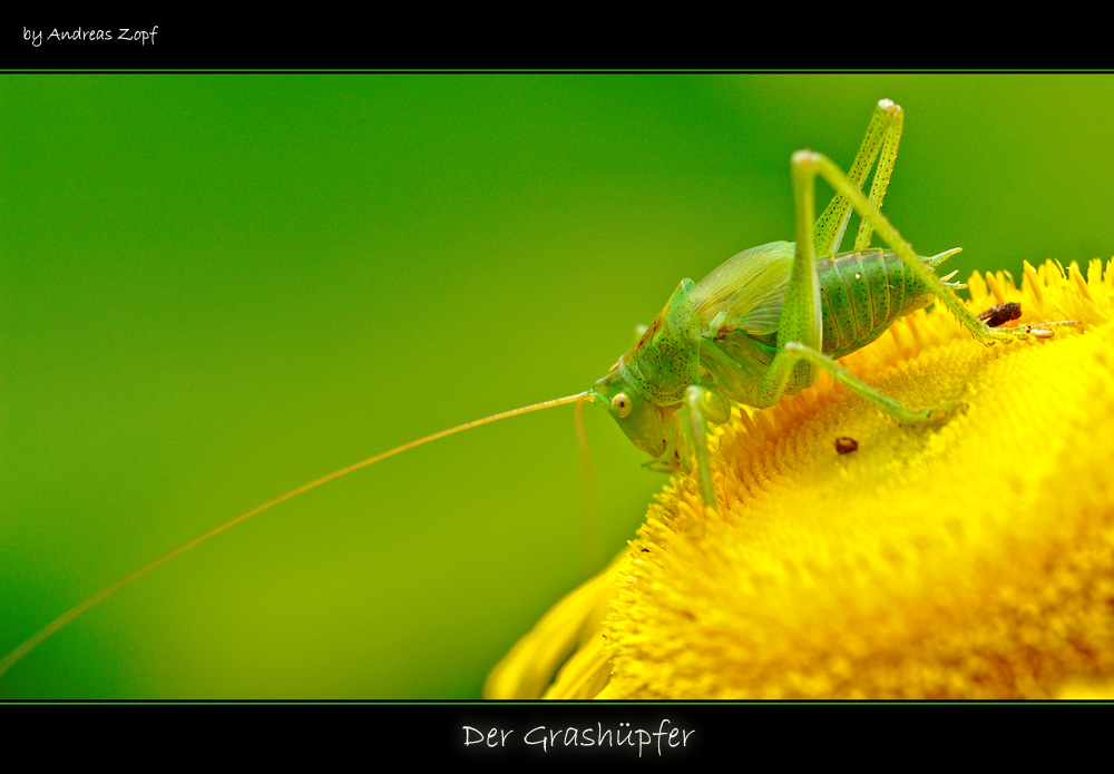 Der_Grashüpfer