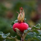 DerHerbstkönig