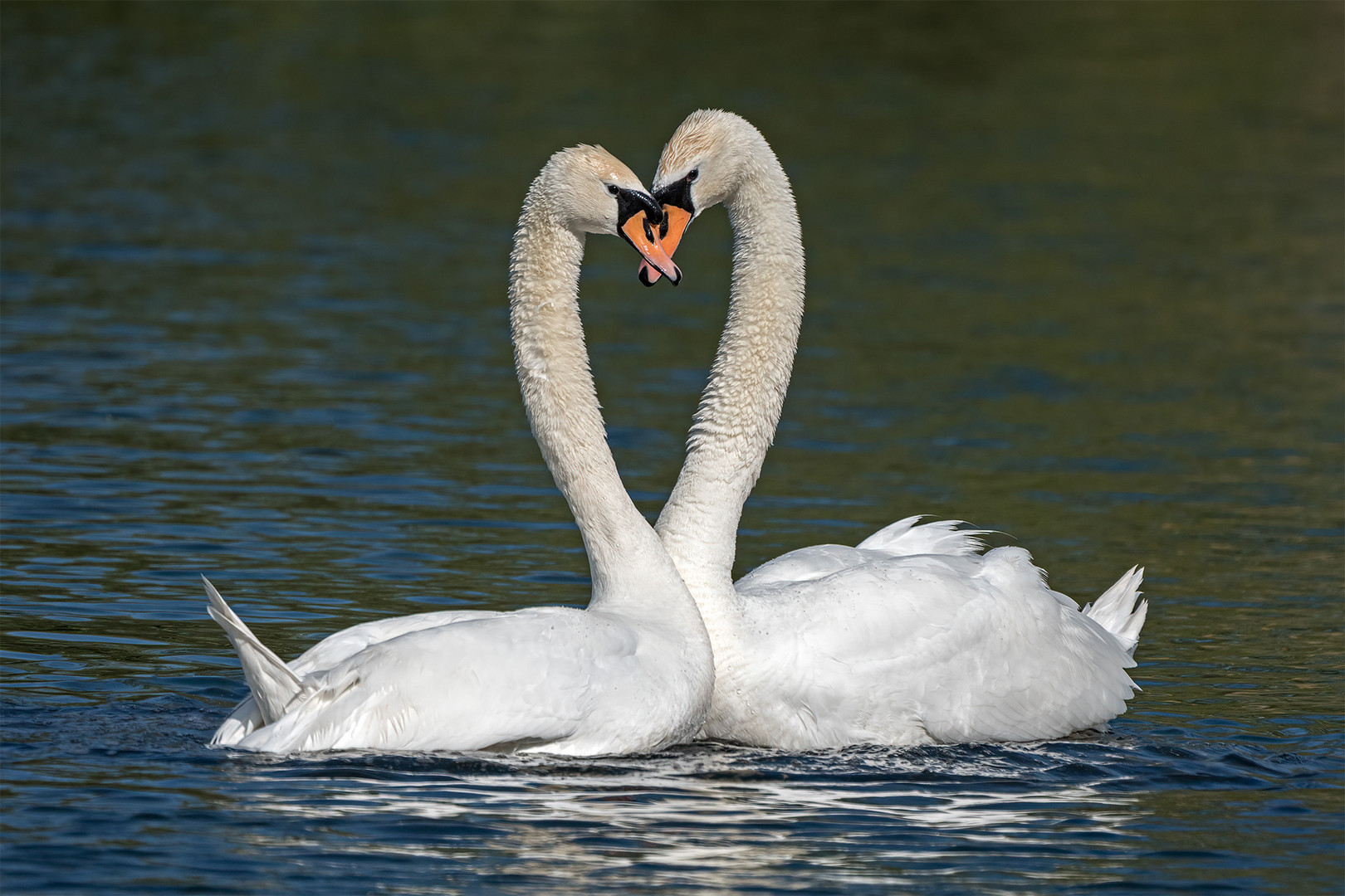 Derneburger Teiche. Foto & Bild vögel, wildlife, wild Bilder auf