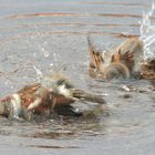 Dernier bain de l'année !