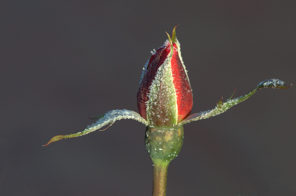 Dernier bouton de rose