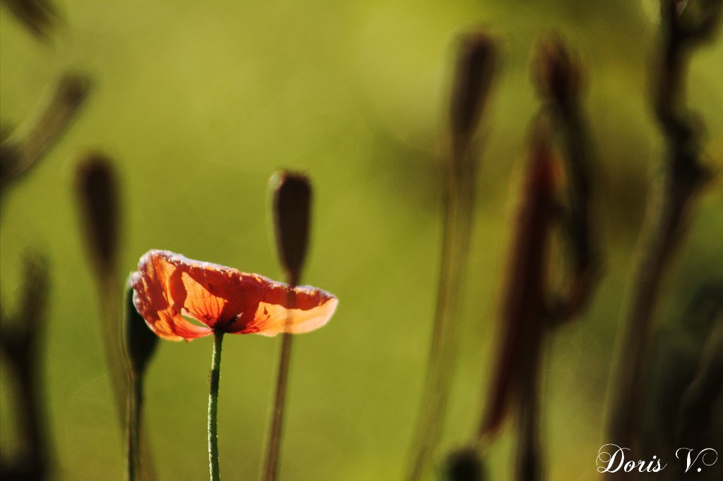 dernier coquelicot