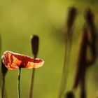 dernier coquelicot