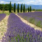 Dernier coup d'oeil sur les lavandes du Lubéron -