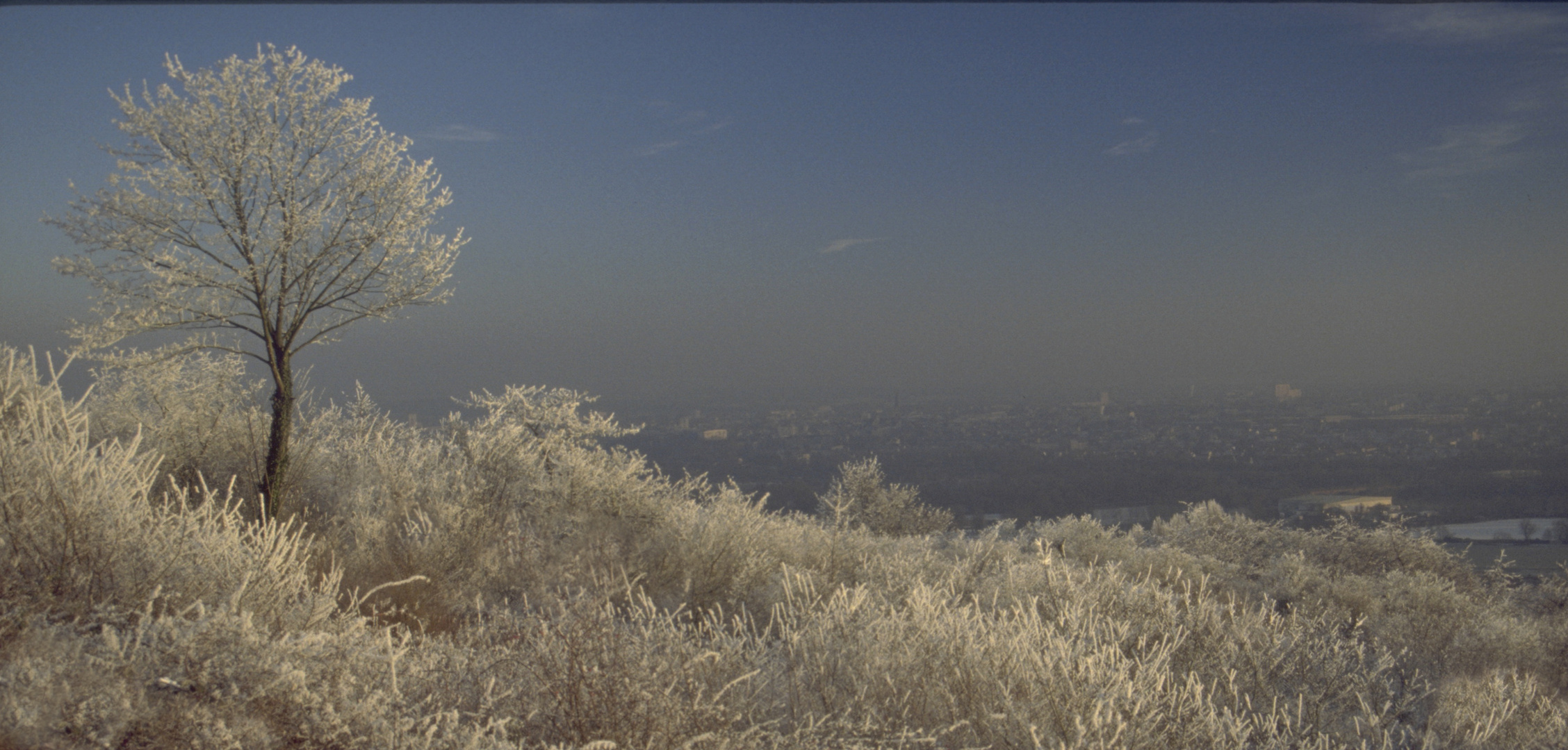 Dernier givre au Mont St Quentin (Moselle)