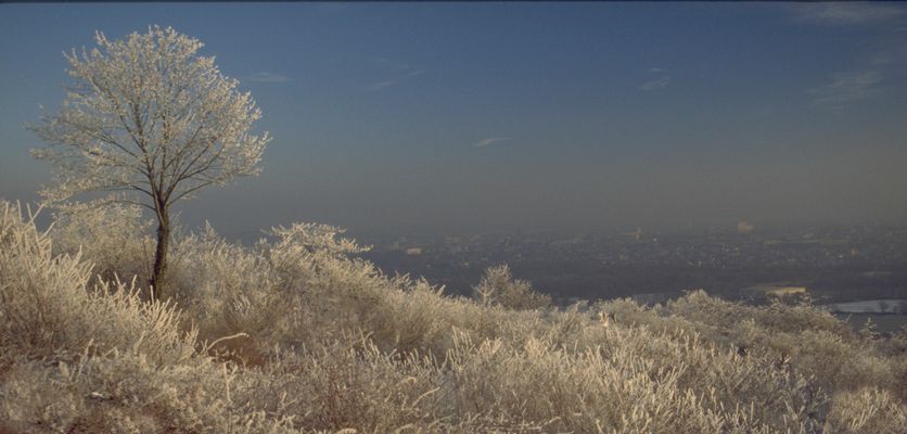 Dernier givre au Mont St Quentin (Moselle)