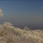 Dernier givre au Mont St Quentin (Moselle)