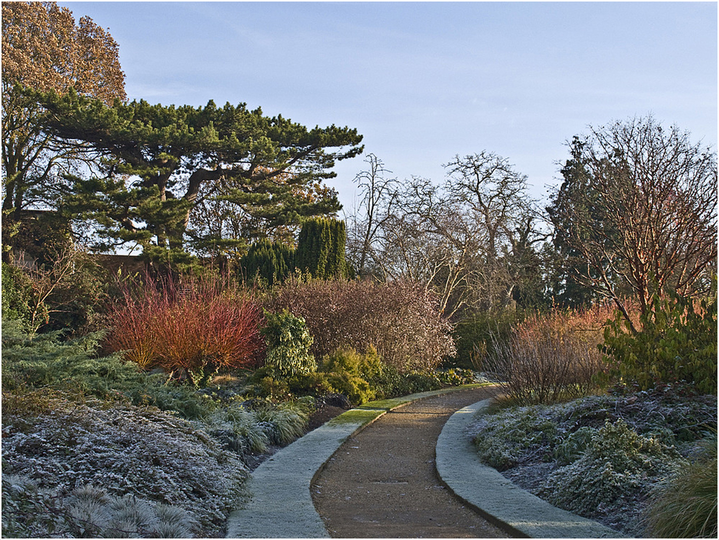 Dernier matin givré  --  Jardin botanique , Cambridge