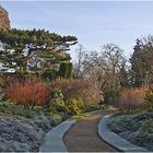 Dernier matin givré  --  Jardin botanique , Cambridge