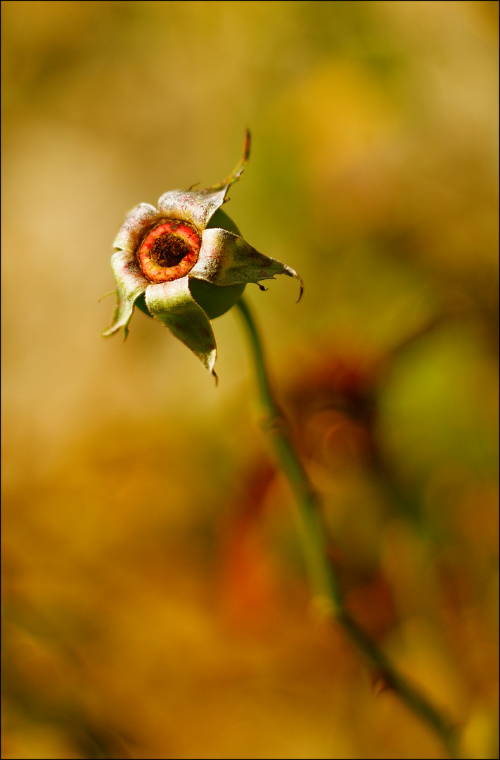 Dernier Regard