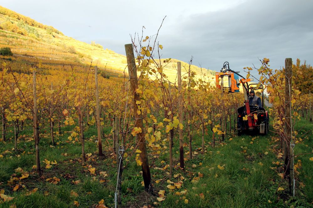 Dernier traitement de la vigne