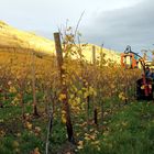 Dernier traitement de la vigne