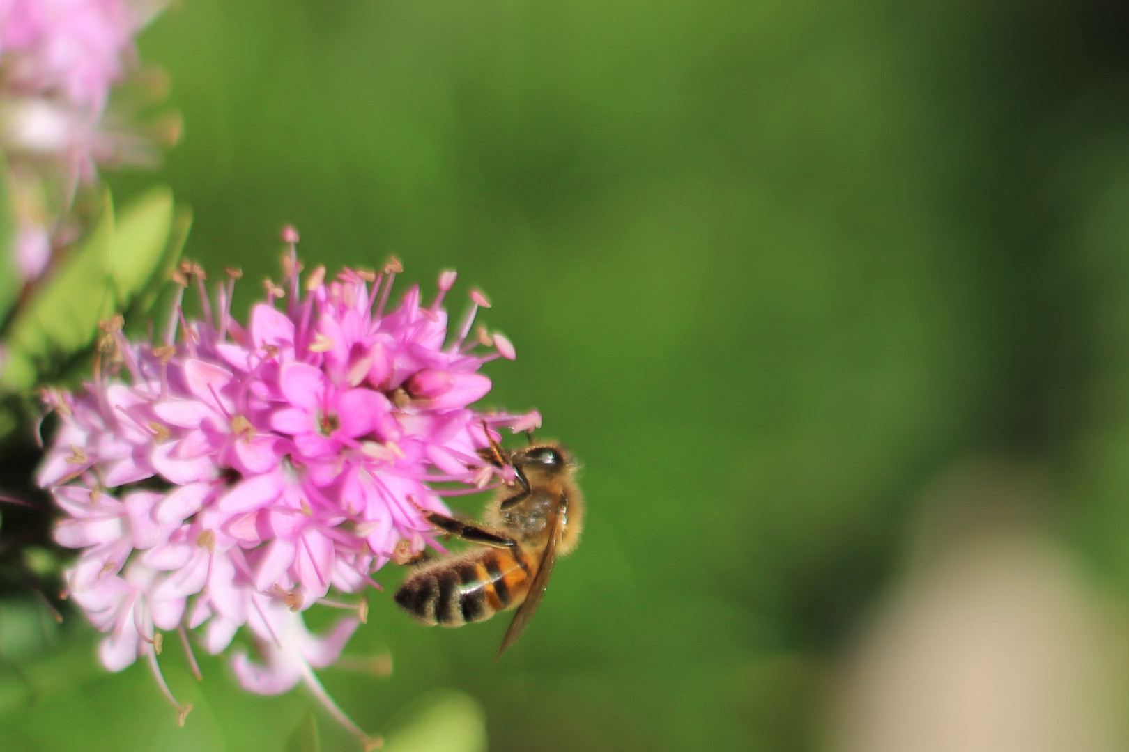 Dernière abeille vu avant l'automne...