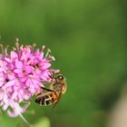 Dernière abeille vu avant l'automne...