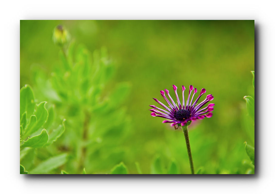 .....Dernière en fleurs.....