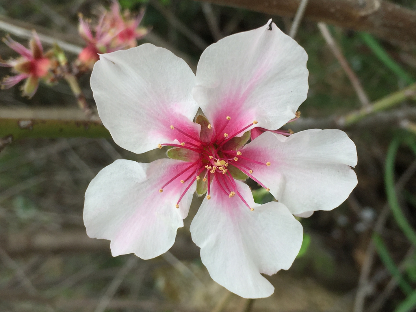 dernière fleur avant que les feuilles ne sortent !!!!