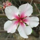 dernière fleur avant que les feuilles ne sortent !!!!