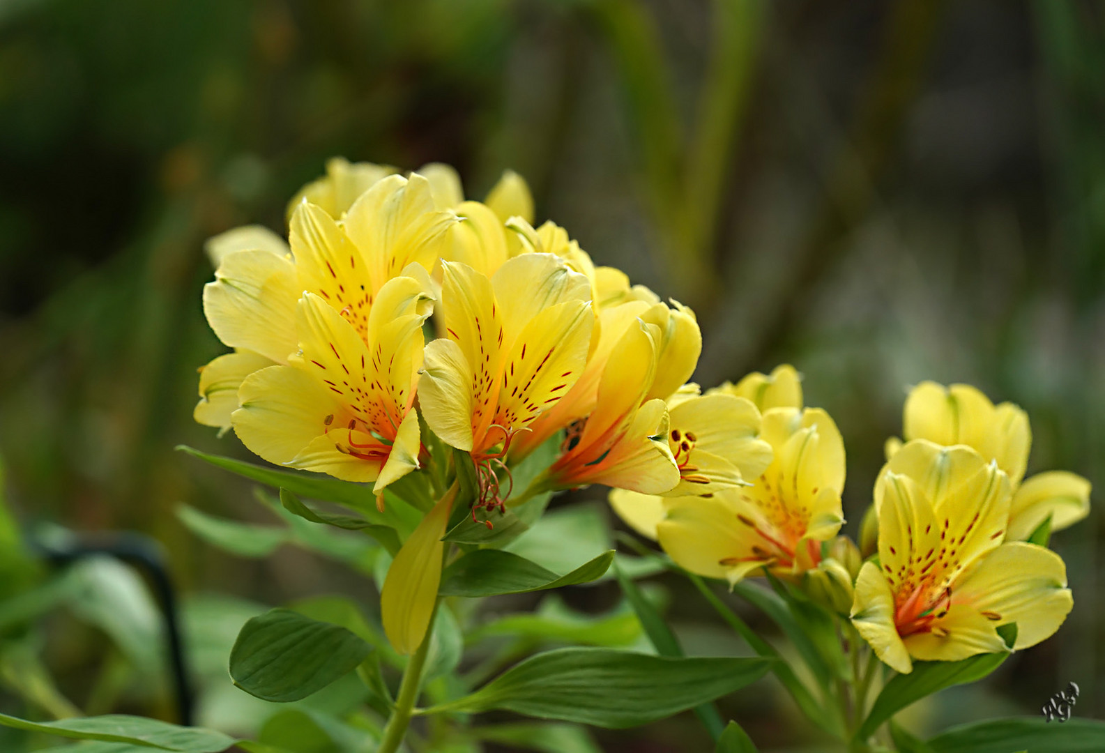 Dernière floraison. au jardin